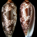 Conus cathyae - Photo (c) Fabrice Prugnaud,  זכויות יוצרים חלקיות (CC BY-NC), הועלה על ידי Fabrice Prugnaud
