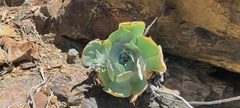 Dudleya arizonica