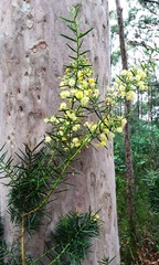 Acacia trinervata