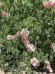 Aesculus californica