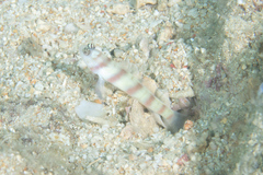 Amblyeleotris steinitzi