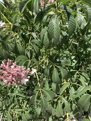 Aesculus californica