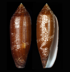 Conus cathyae