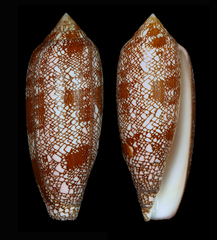 Conus cathyae