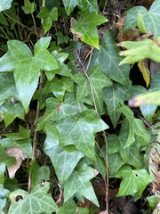 Hedera helix