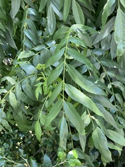Juglans hindsii
