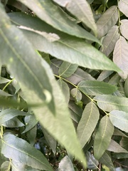 Juglans hindsii