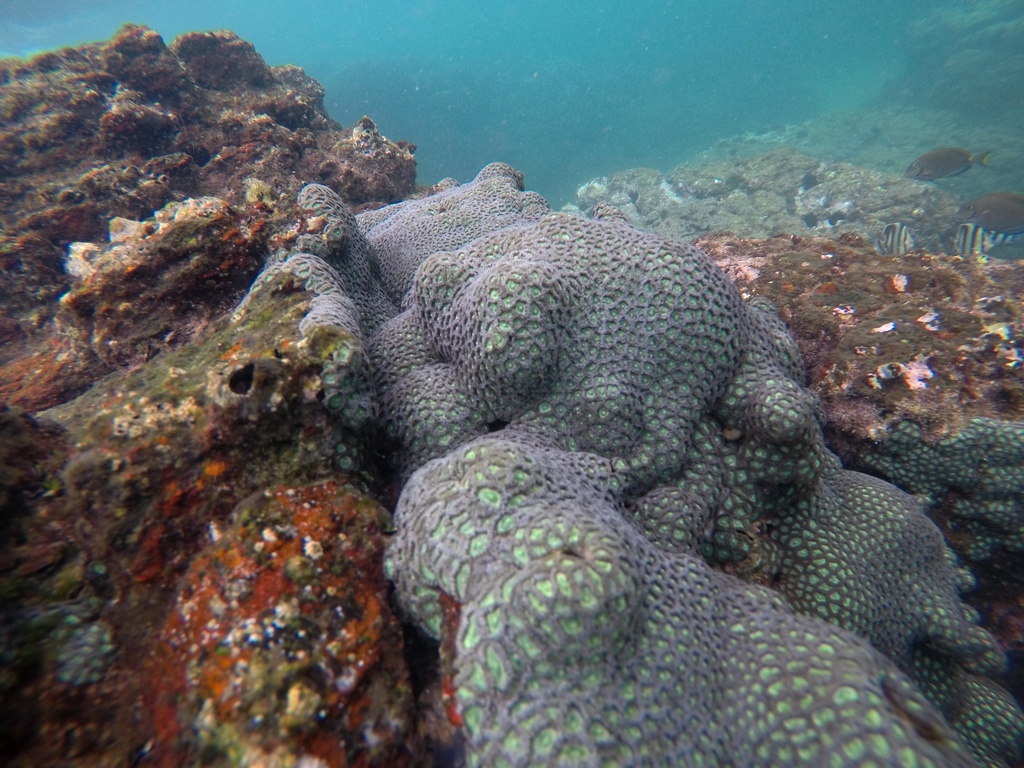 Zoanthus sociatus from Baía de Todos os Santos, Salvador, BA, BR on ...