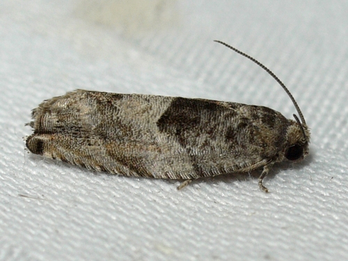 Cottonwood Twig Borer Moth photo 2