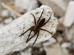 Dolomedes fimbriatus
