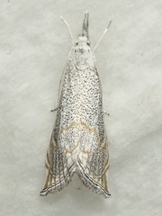 Haimbachia squamulellus