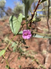 Ipomoea muelleri