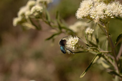 Macrocneme leucostigma