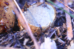 Descomyces