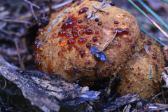 Descomyces