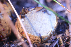 Descomyces
