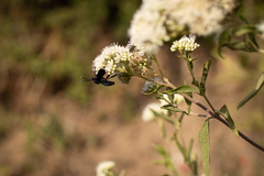 Macrocneme leucostigma