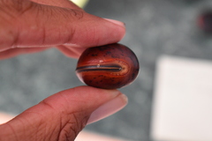 Macropsychanthus comosus