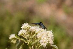 Macrocneme leucostigma