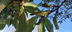 Magnolia
