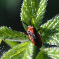 Taedia