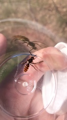 Nomada maculata