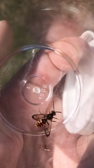 Nomada maculata