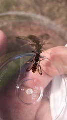 Nomada maculata