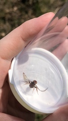 Nomada maculata