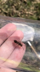 Nomada maculata