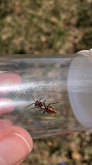 Nomada maculata