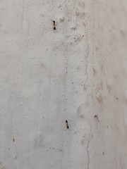 Monomorium floricola