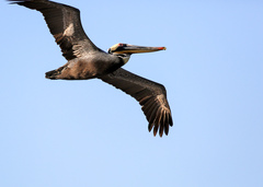 Pelecanus occidentalis