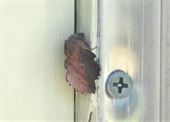 Phyllodesma americana