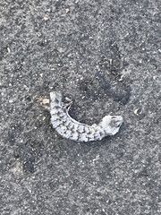 Elgaria multicarinata