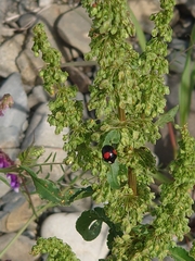 Harmonia axyridis