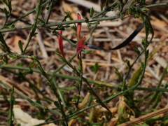 Dicliptera sexangularis