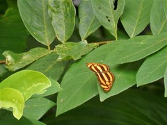 Lasippa tiga siaka