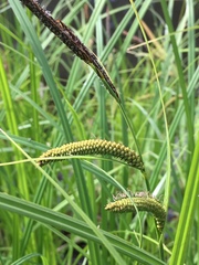 Carex acuta