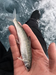 Bonneville Whitefish photo 4