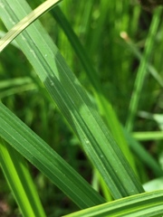 Carex acuta