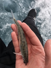 Bonneville Whitefish photo 5
