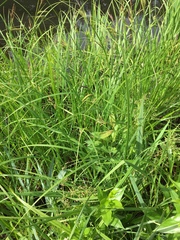 Carex acuta