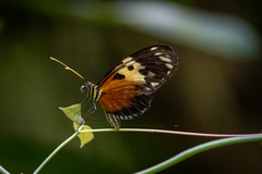 Heliconius hecale melicerta