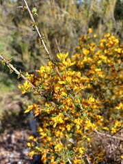 Genista triacanthos