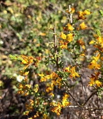 Genista triacanthos