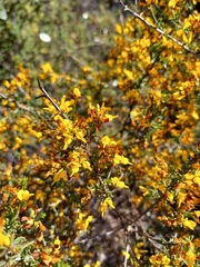Genista triacanthos