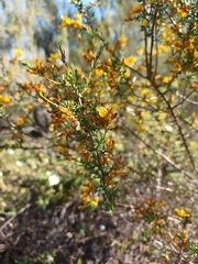 Genista triacanthos