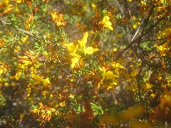 Genista triacanthos