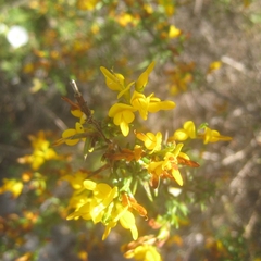 Genista triacanthos